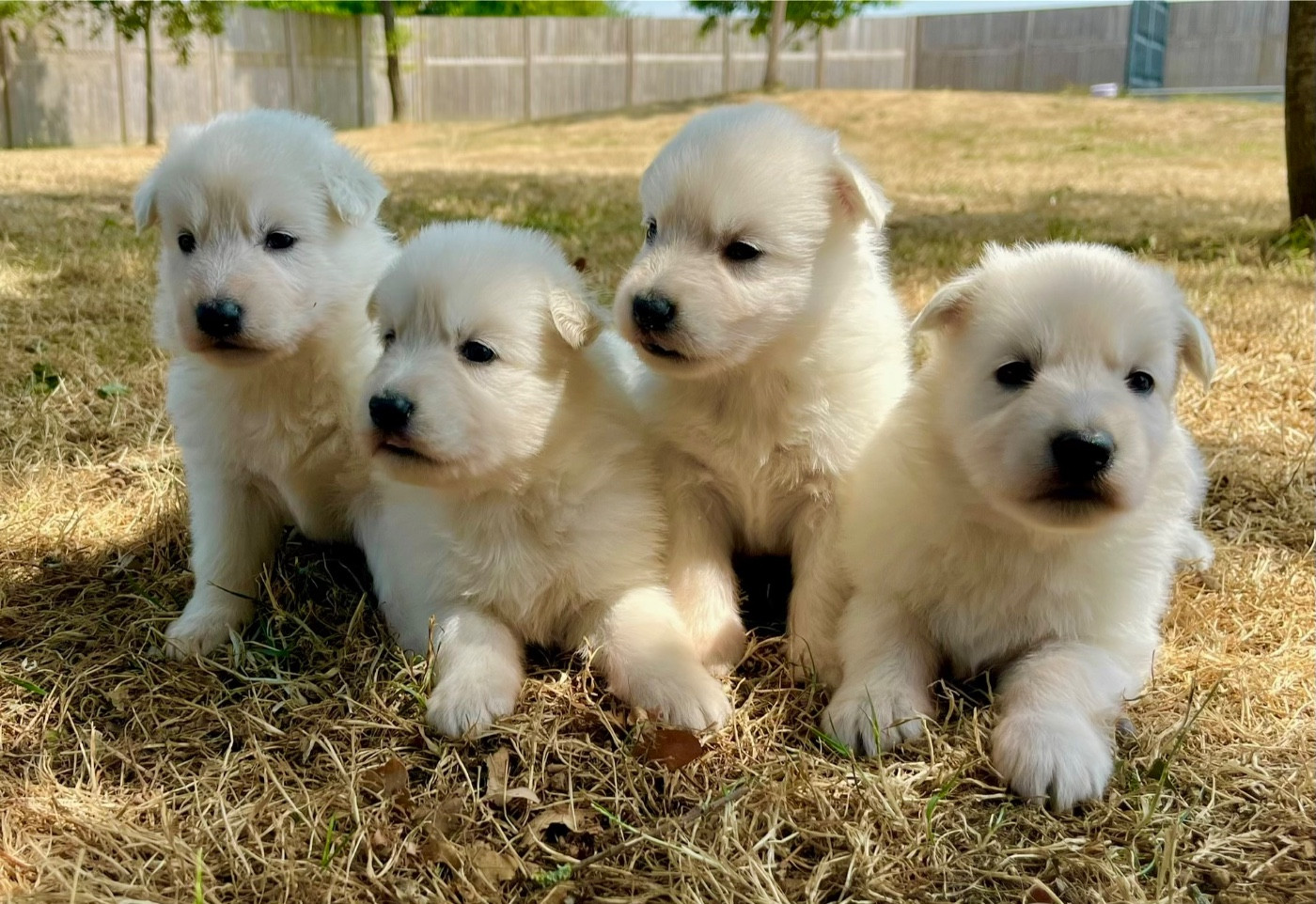 Des Vents D'Océan - Chiots disponibles - Berger Blanc Suisse