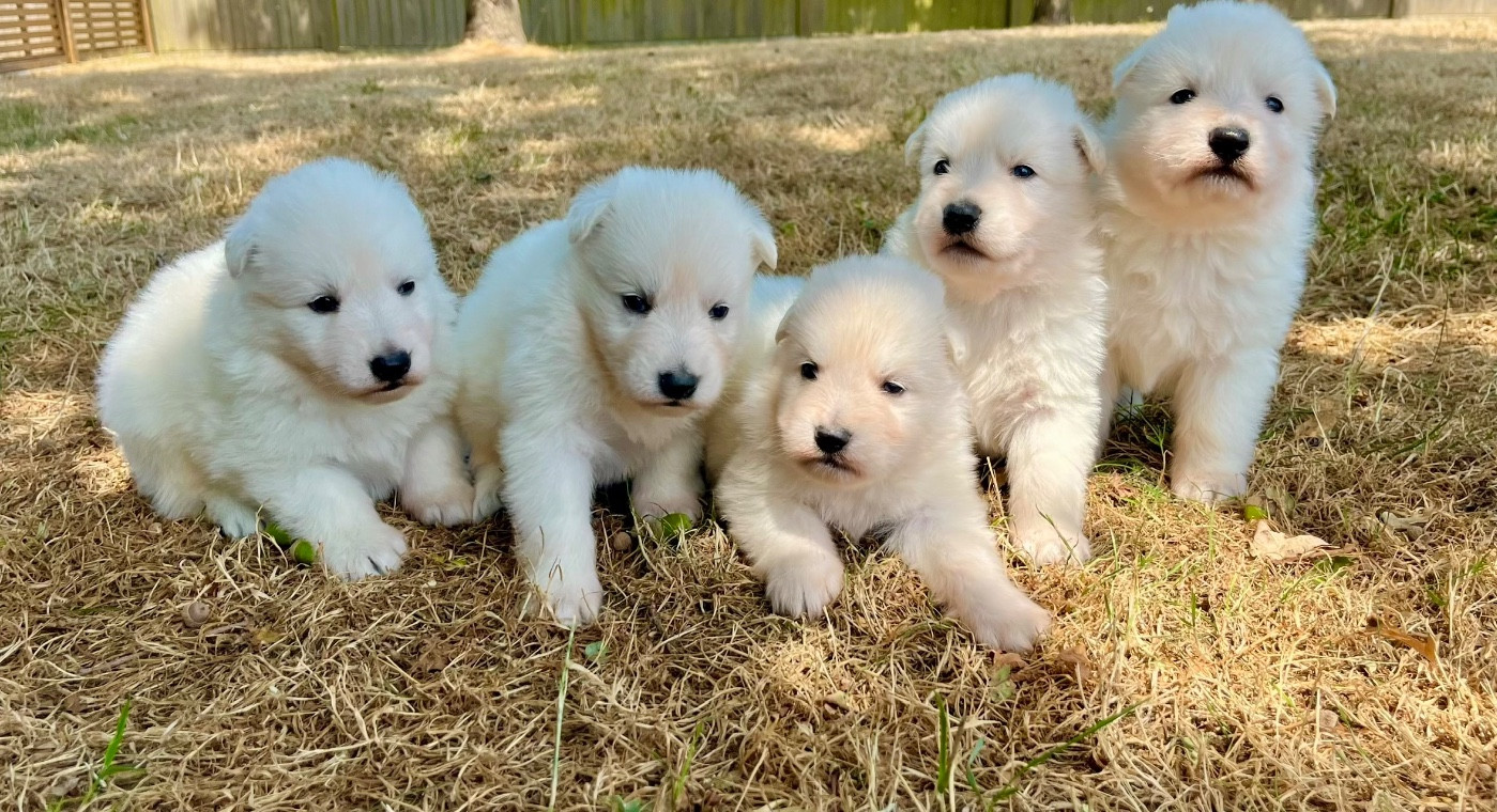 Des Vents D'Océan - Chiots disponibles - Berger Blanc Suisse