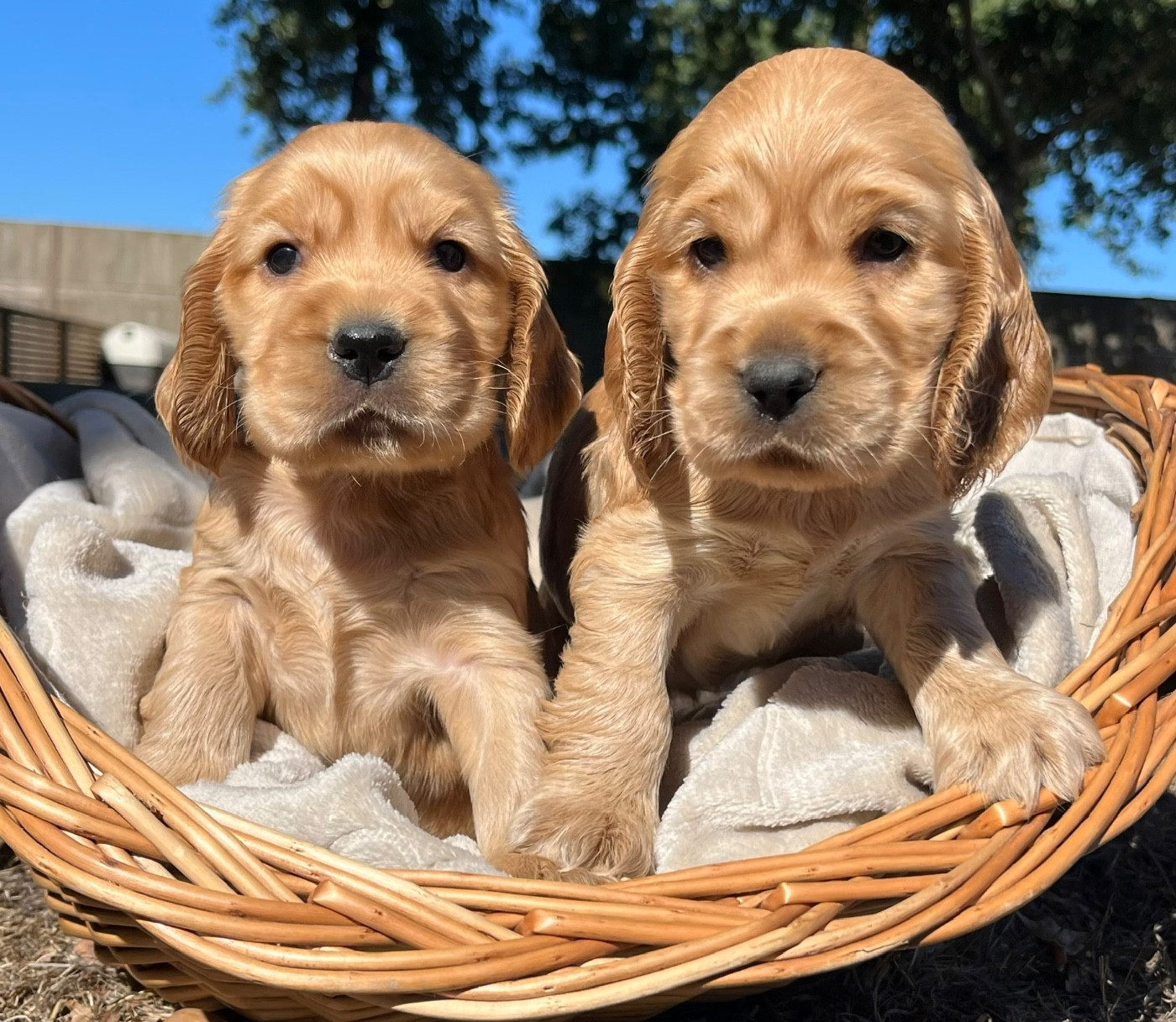Des Vents D'Océan - Chiots disponibles - Cocker Spaniel Anglais