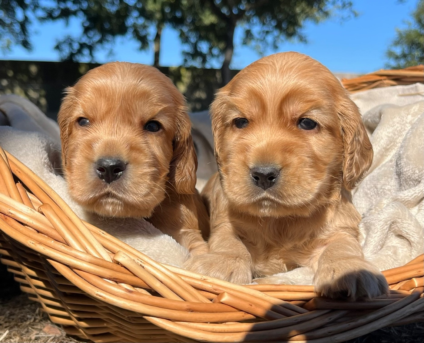 Des Vents D'Océan - Chiots disponibles - Cocker Spaniel Anglais