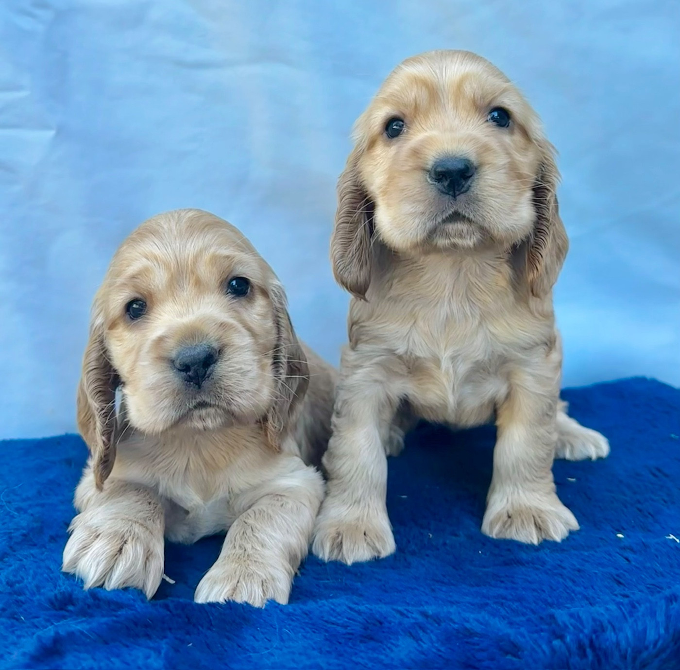 Des Vents D'Océan - Chiots disponibles - Cocker Spaniel Anglais
