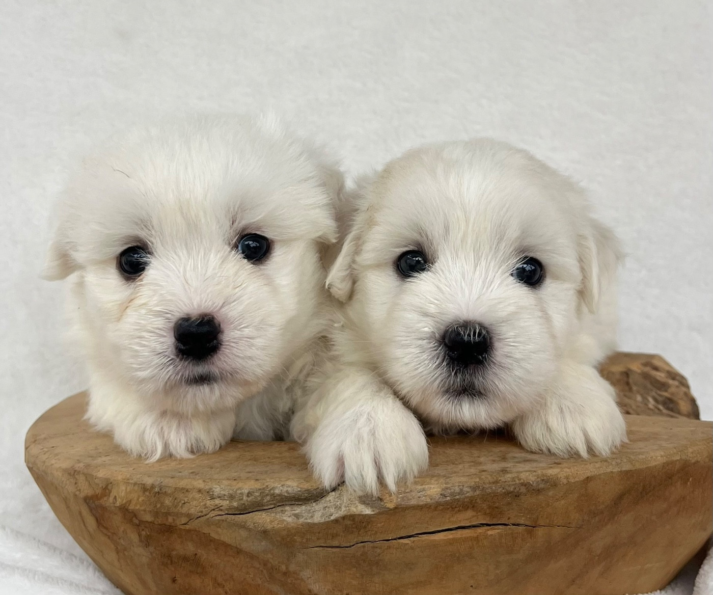 Des Vents D'Océan - Chiots disponibles - Coton de Tulear