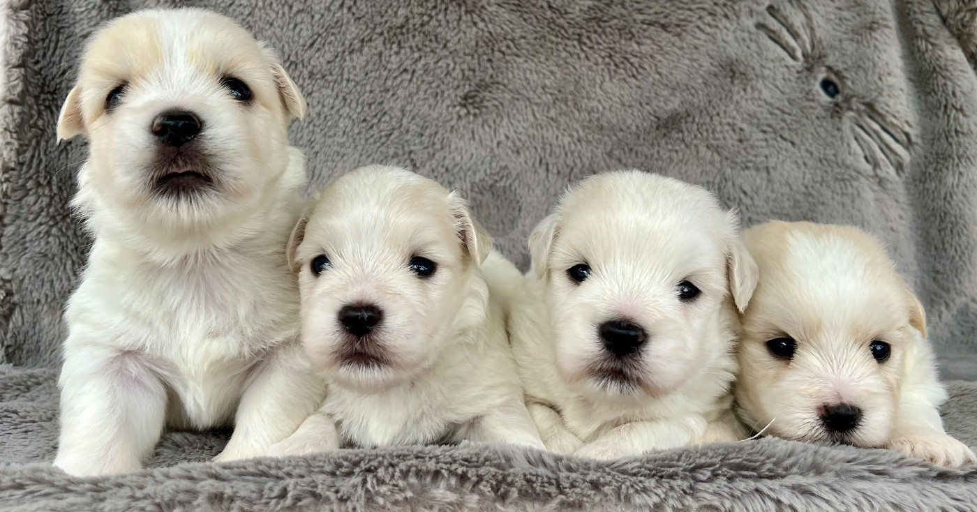 Des Vents D'Océan - Chiots disponibles - Coton de Tulear