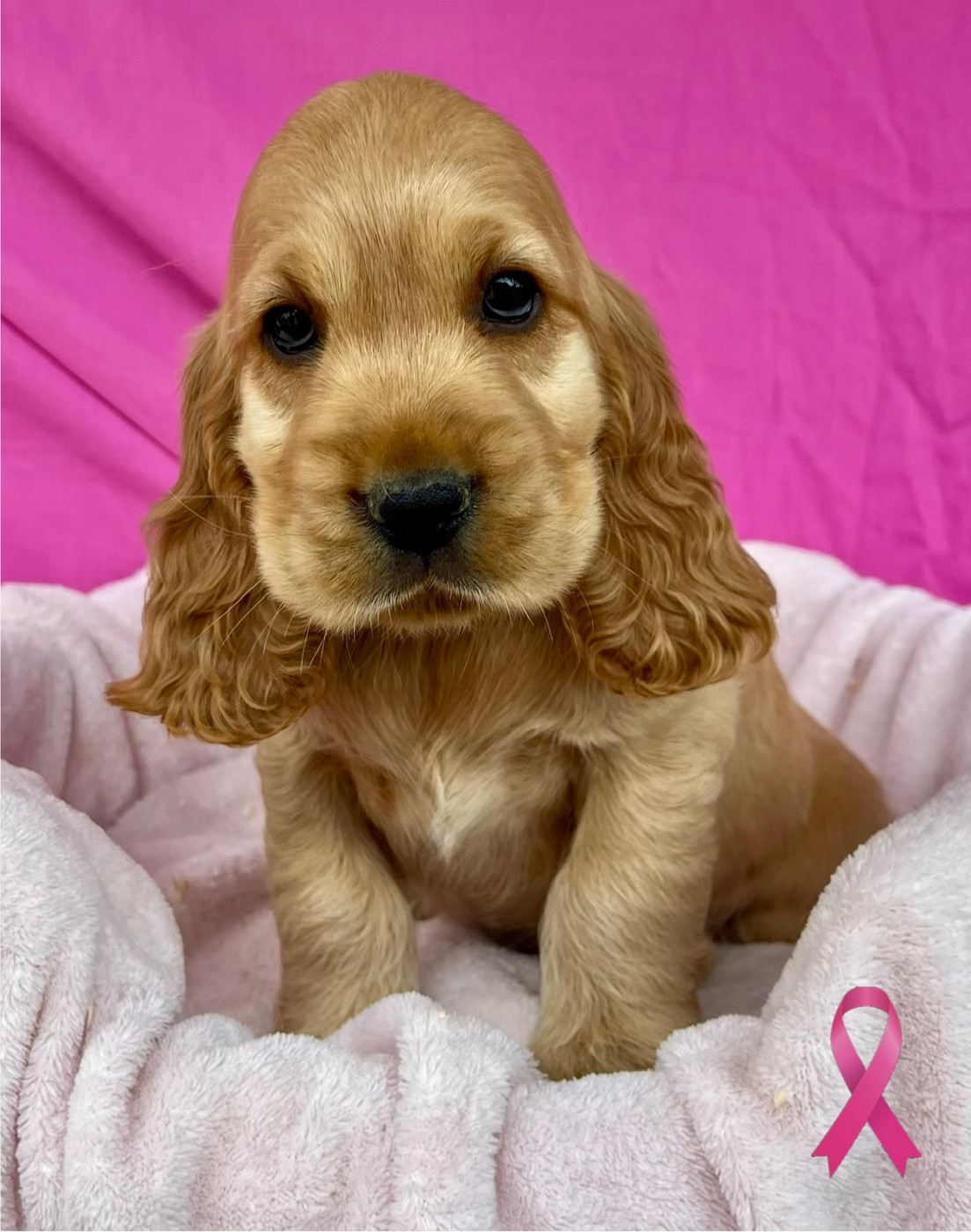 Des Vents D'Océan - Chiots disponibles - Cocker Spaniel Anglais