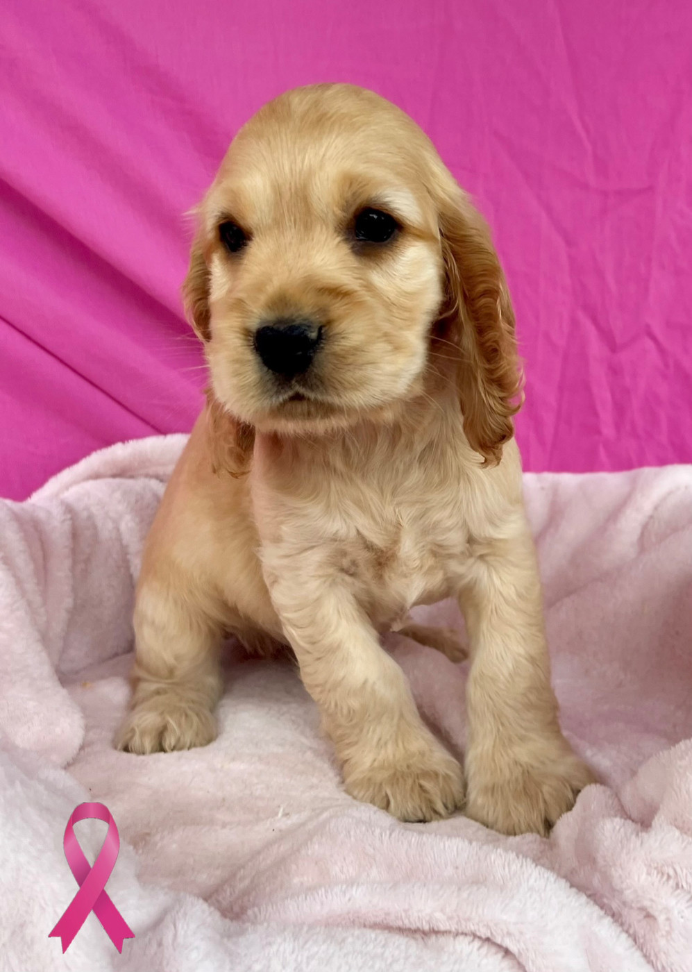 Des Vents D'Océan - Chiots disponibles - Cocker Spaniel Anglais