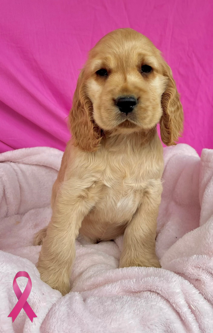Des Vents D'Océan - Chiots disponibles - Cocker Spaniel Anglais
