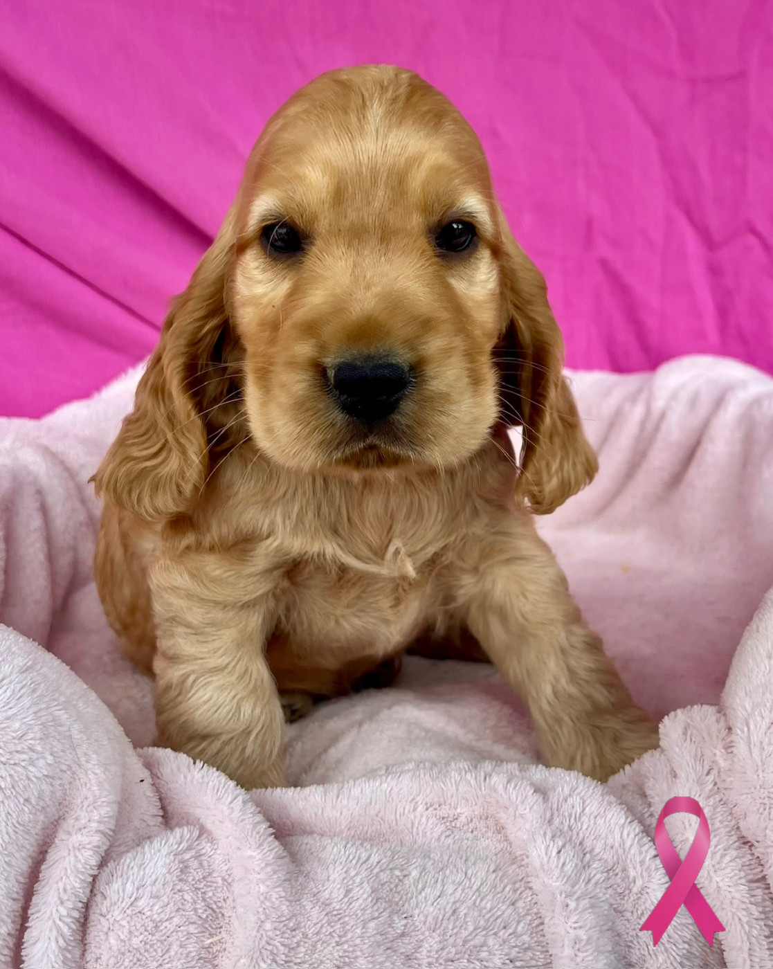 Des Vents D'Océan - Chiots disponibles - Cocker Spaniel Anglais
