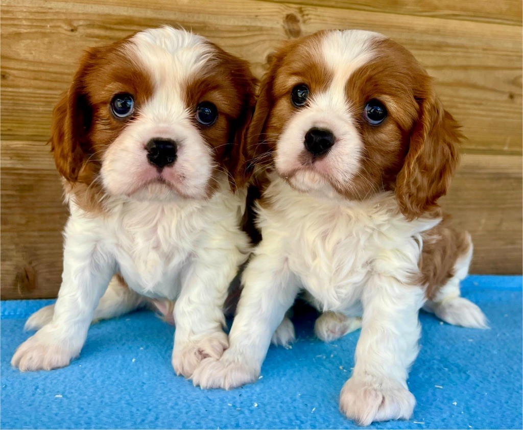 des vents d'océan - Chiots disponibles - Cavalier King Charles Spaniel