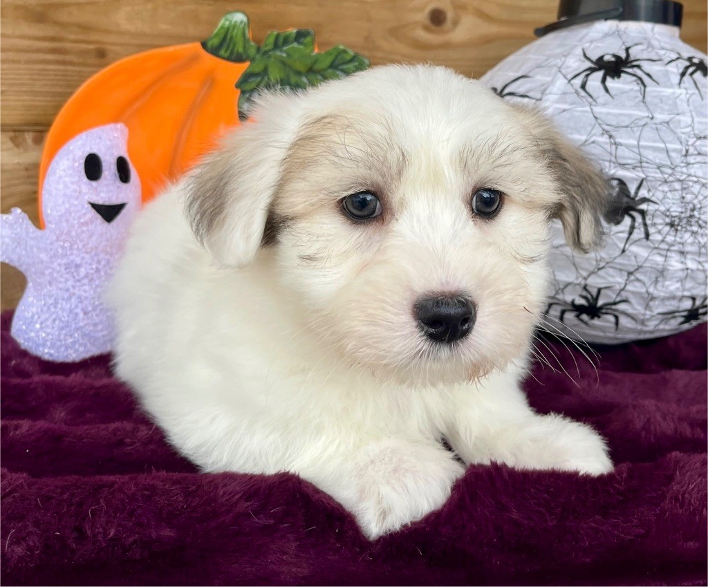 Des Vents D'Océan - Chiots disponibles - Coton de Tulear