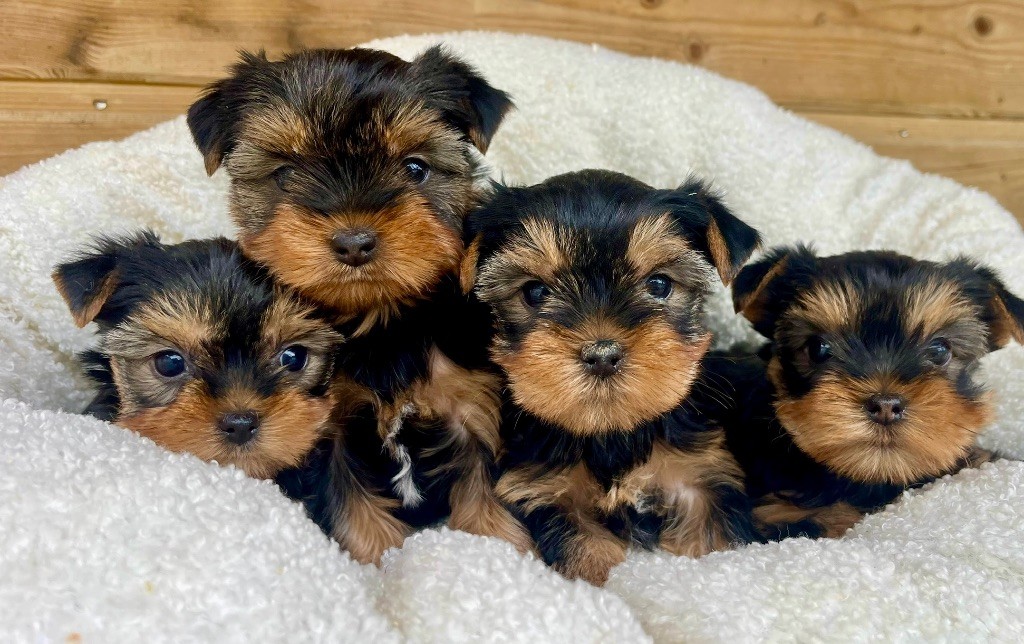 des vents d'océan - Yorkshire Terrier - Portée née le 29/03/2025