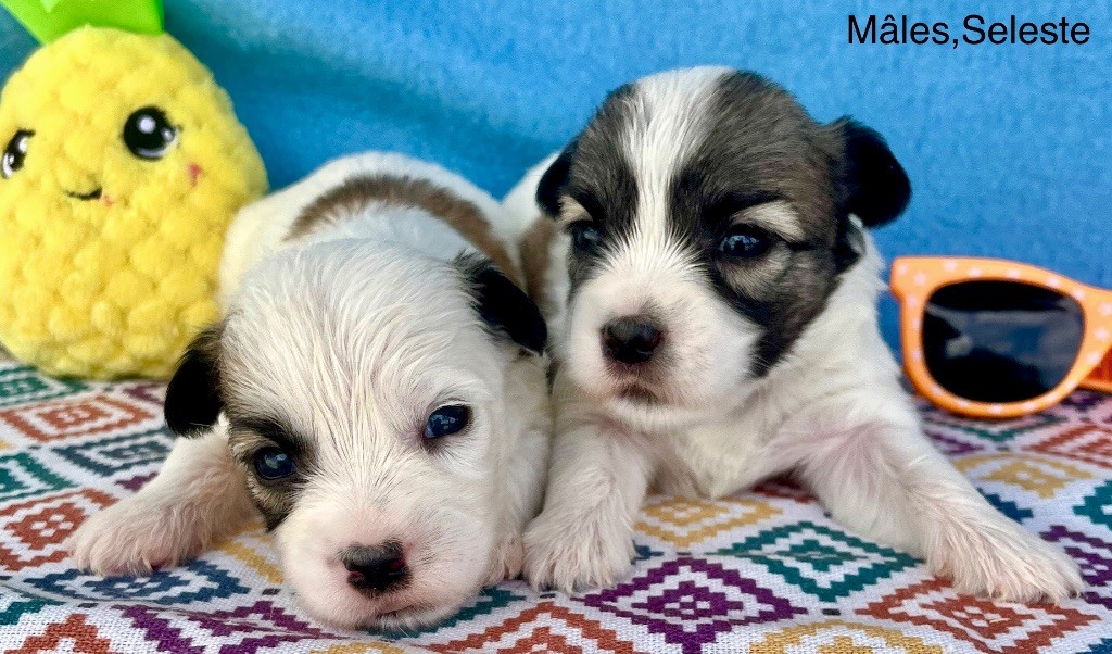 des vents d'océan - Chiots disponibles - Coton de Tulear