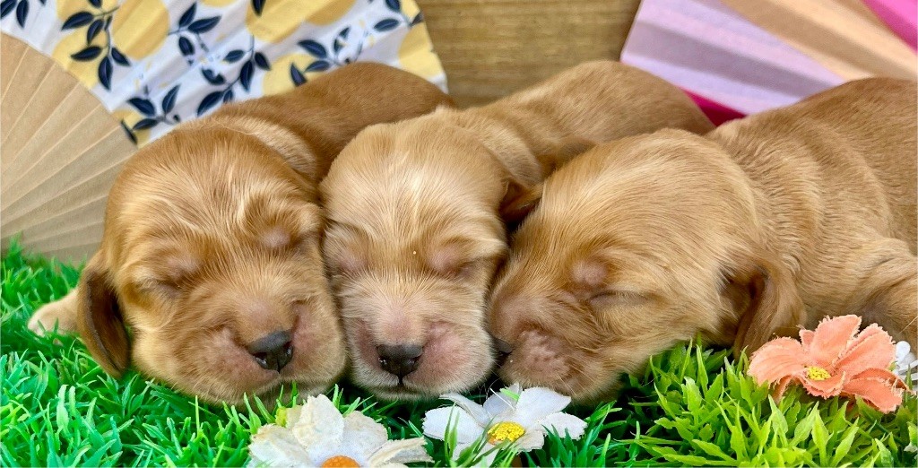 des vents d'océan - Chiots disponibles - Cocker Spaniel Anglais