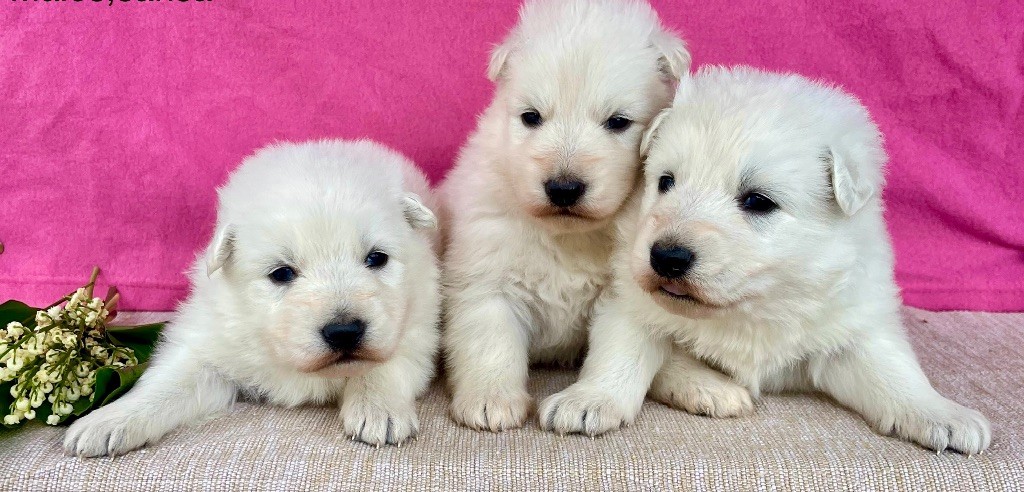 des vents d'océan - Chiots disponibles - Berger Blanc Suisse