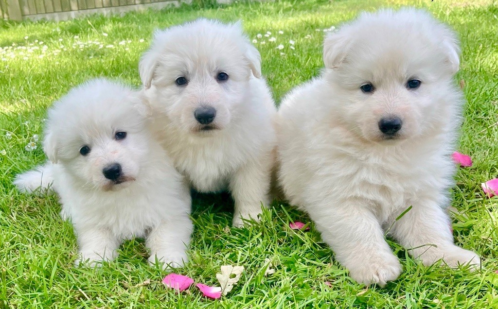 des vents d'océan - Chiots disponibles - Berger Blanc Suisse