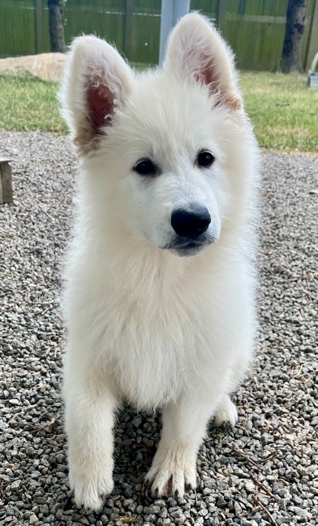 des vents d'océan - Chiots disponibles - Berger Blanc Suisse