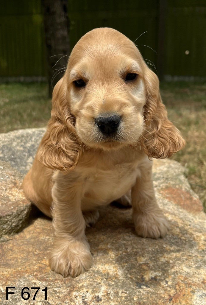 CHIOT 5