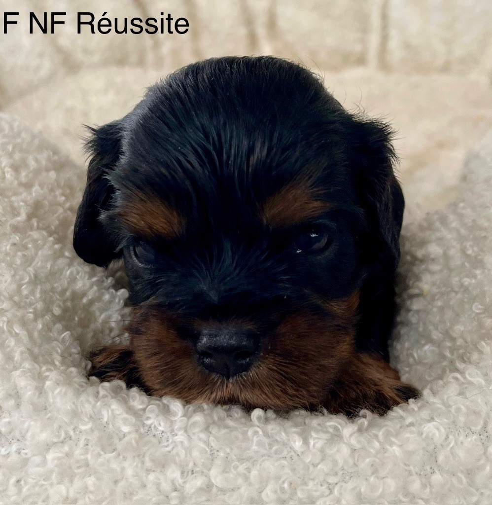 des vents d'océan - Chiots disponibles - Cavalier King Charles Spaniel