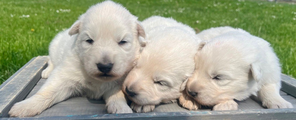 des vents d'océan - Chiots disponibles - Berger Blanc Suisse