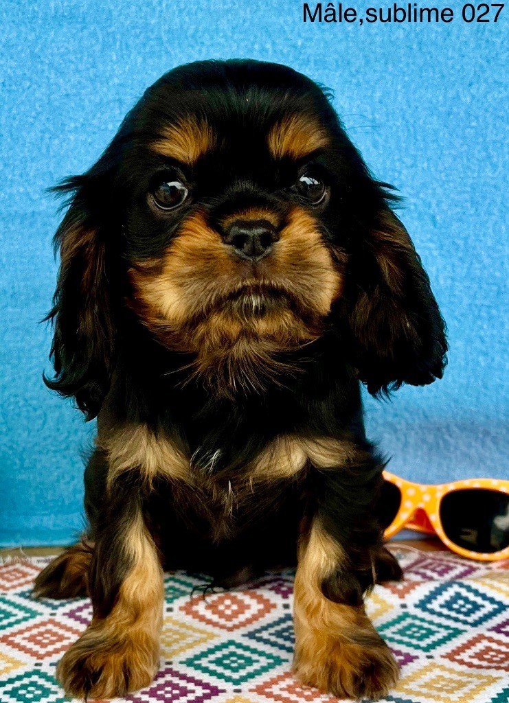 des vents d'océan - Chiots disponibles - Cavalier King Charles Spaniel