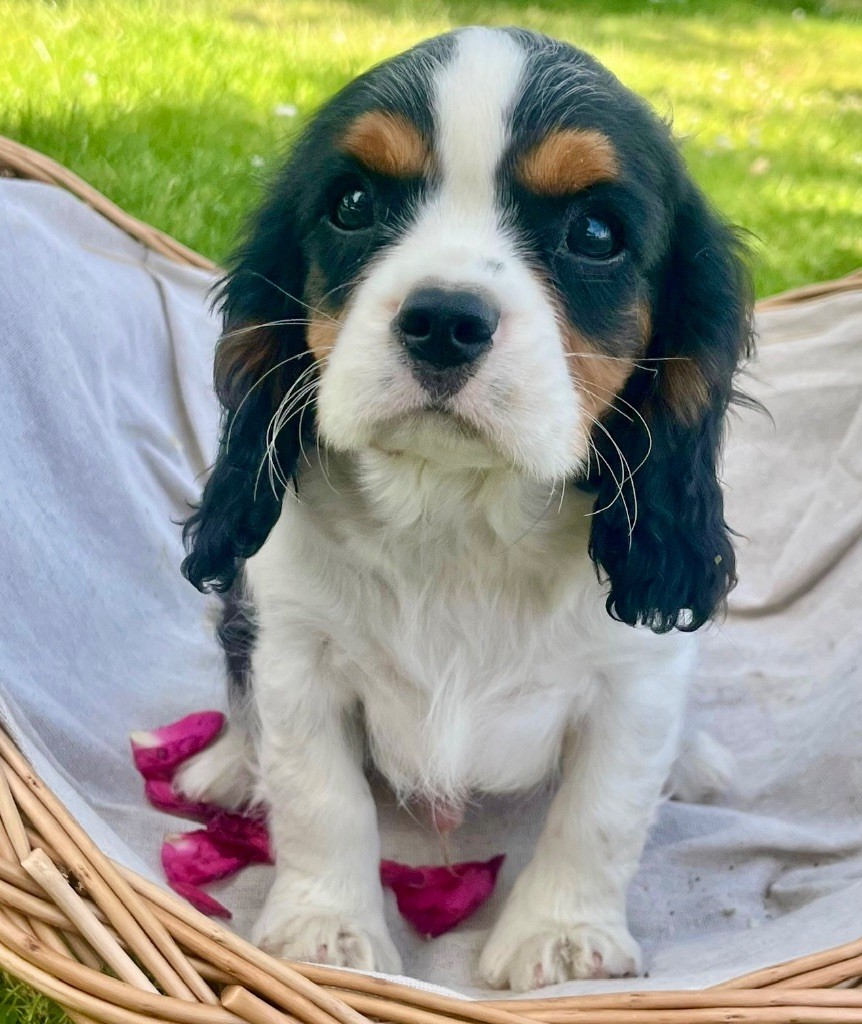 des vents d'océan - Chiots disponibles - Cavalier King Charles Spaniel
