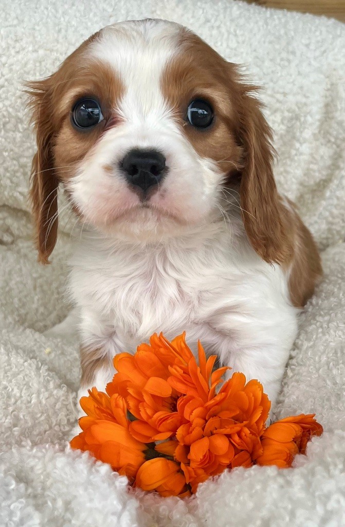 des vents d'océan - Chiots disponibles - Cavalier King Charles Spaniel