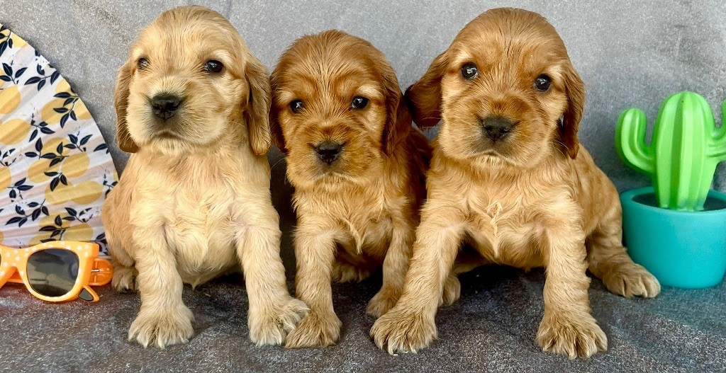 des vents d'océan - Chiots disponibles - Cocker Spaniel Anglais