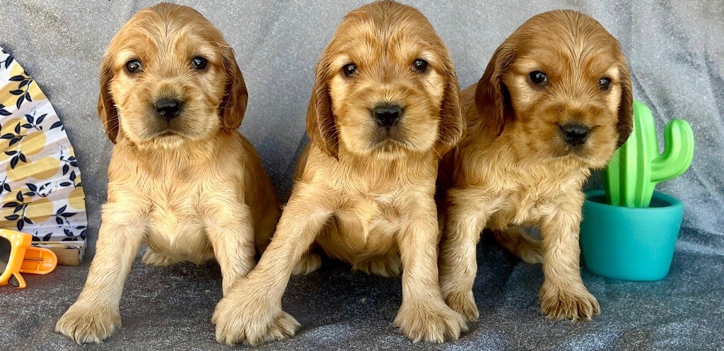 des vents d'océan - Chiots disponibles - Cocker Spaniel Anglais