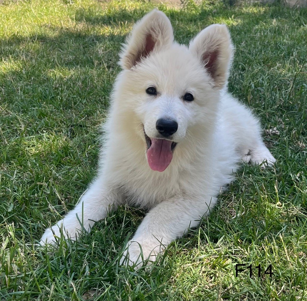 des vents d'océan - Chiots disponibles - Berger Blanc Suisse