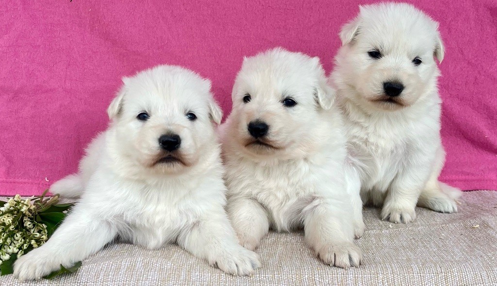 des vents d'océan - Chiots disponibles - Berger Blanc Suisse