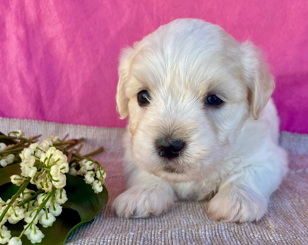 des vents d'océan - Chiots disponibles - Coton de Tulear