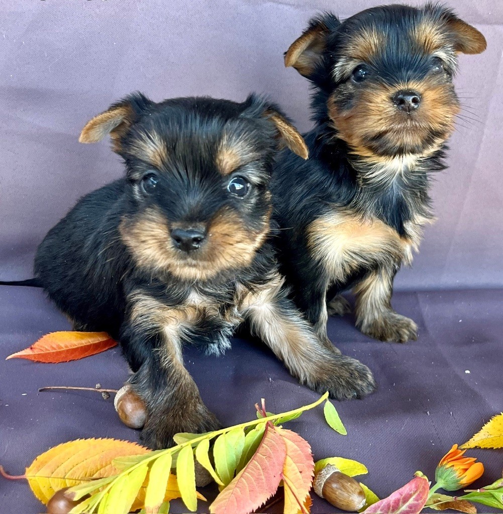 des vents d'océan - Chiots disponibles - Yorkshire Terrier