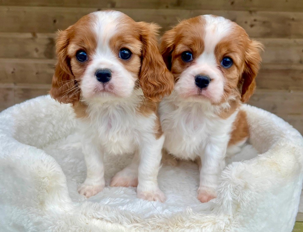 des vents d'océan - Chiots disponibles - Cavalier King Charles Spaniel