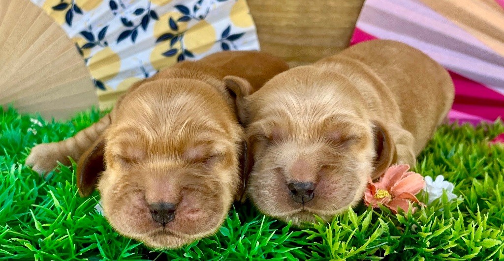 des vents d'océan - Chiots disponibles - Cocker Spaniel Anglais