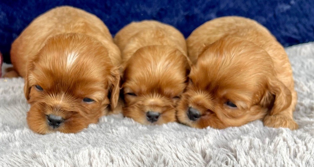 des vents d'océan - Chiots disponibles - Cavalier King Charles Spaniel
