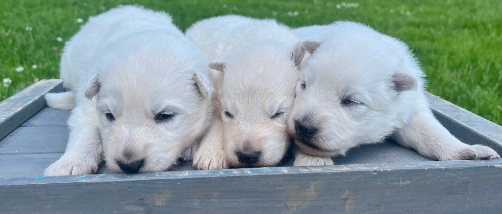 des vents d'océan - Chiots disponibles - Berger Blanc Suisse