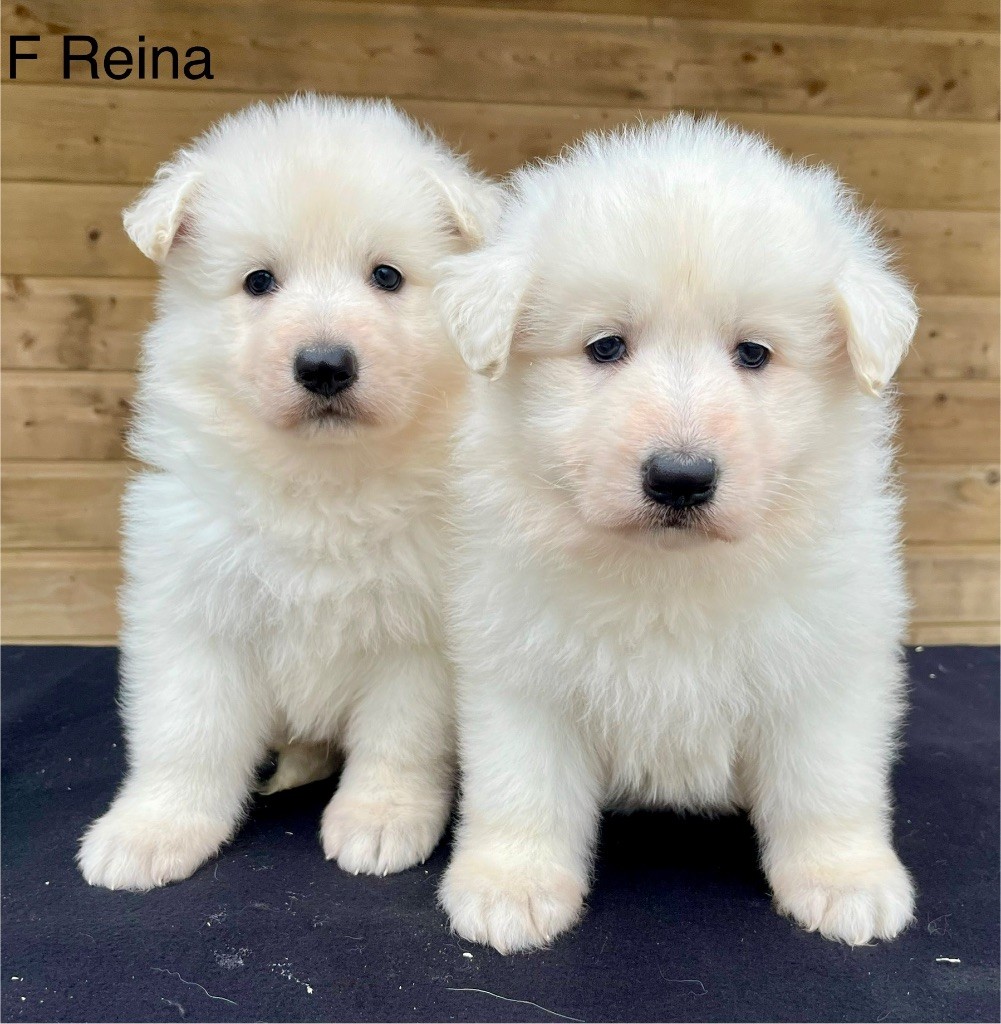 des vents d'océan - Chiots disponibles - Berger Blanc Suisse