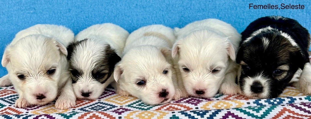 des vents d'océan - Chiots disponibles - Coton de Tulear