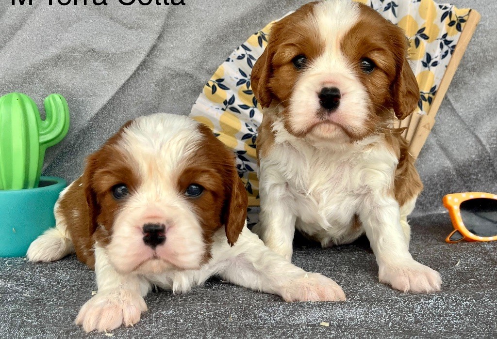 des vents d'océan - Chiots disponibles - Cavalier King Charles Spaniel