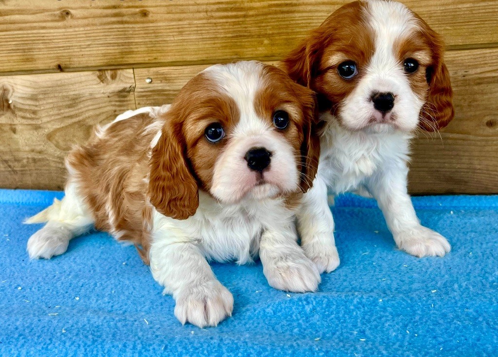 des vents d'océan - Chiots disponibles - Cavalier King Charles Spaniel