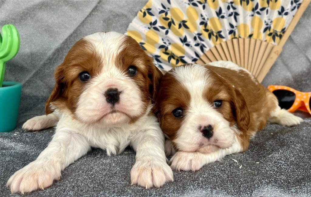 des vents d'océan - Chiots disponibles - Cavalier King Charles Spaniel