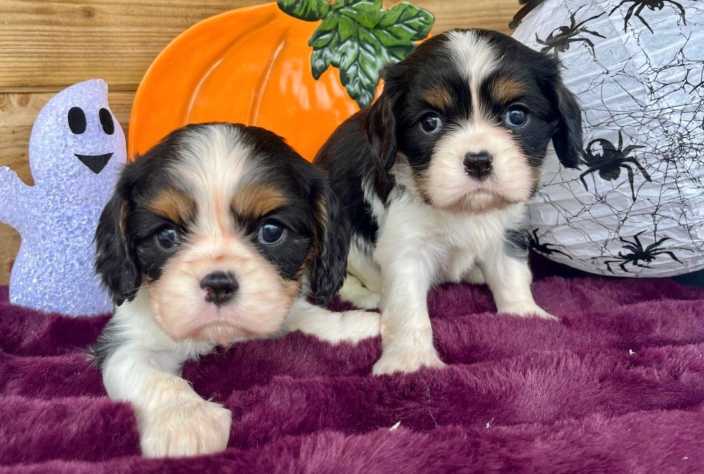 Des Vents D'Océan - Chiots disponibles - Cavalier King Charles Spaniel