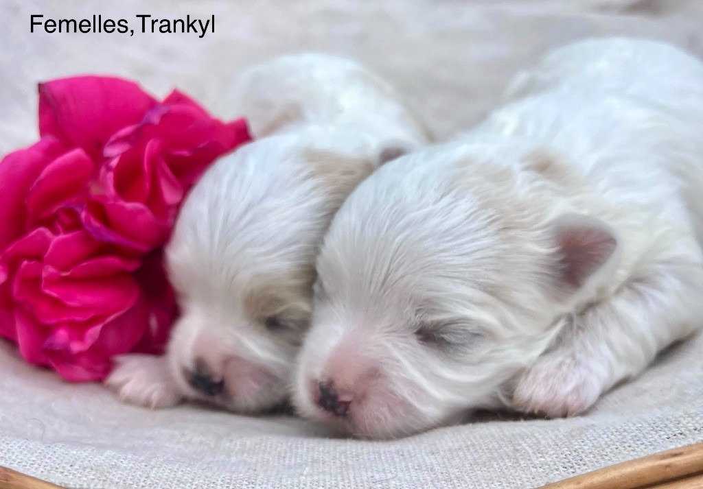 des vents d'océan - Chiots disponibles - Bichon maltais