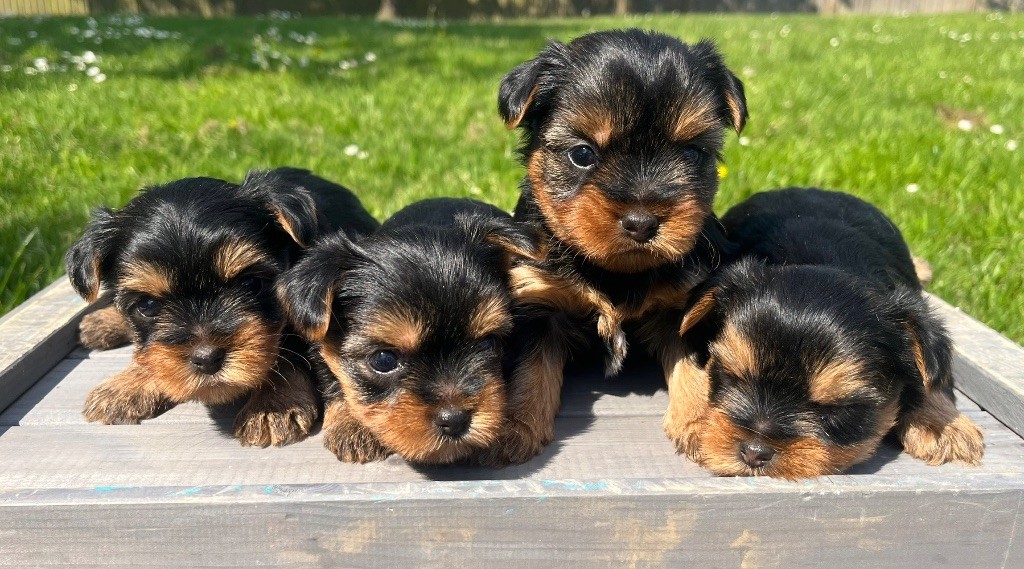 des vents d'océan - Yorkshire Terrier - Portée née le 29/03/2025