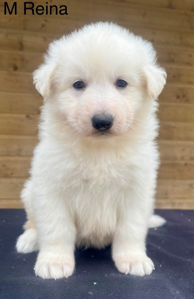 des vents d'océan - Chiots disponibles - Berger Blanc Suisse