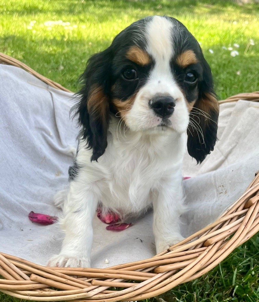 des vents d'océan - Chiots disponibles - Cavalier King Charles Spaniel