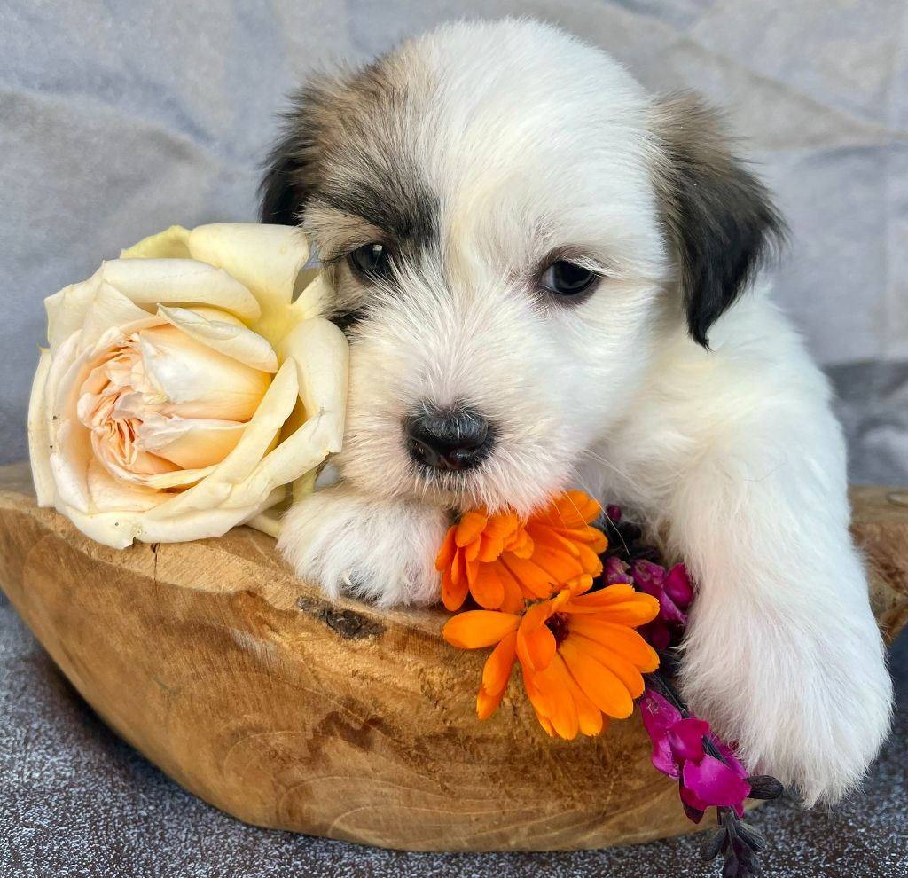 Des Vents D'Océan - Chiots disponibles - Coton de Tulear