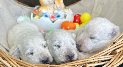 CHIOT