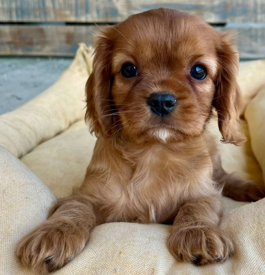 male ruby 006