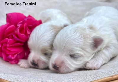 CHIOT 3