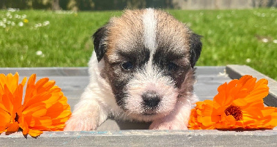 CHIOT